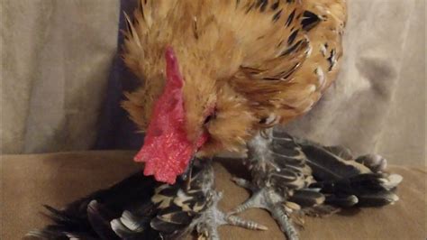 wry tail in chickens
